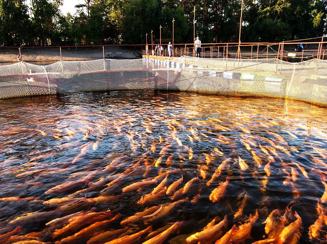 Fishing and Cultural Adventures at Rhyll Trout Farm