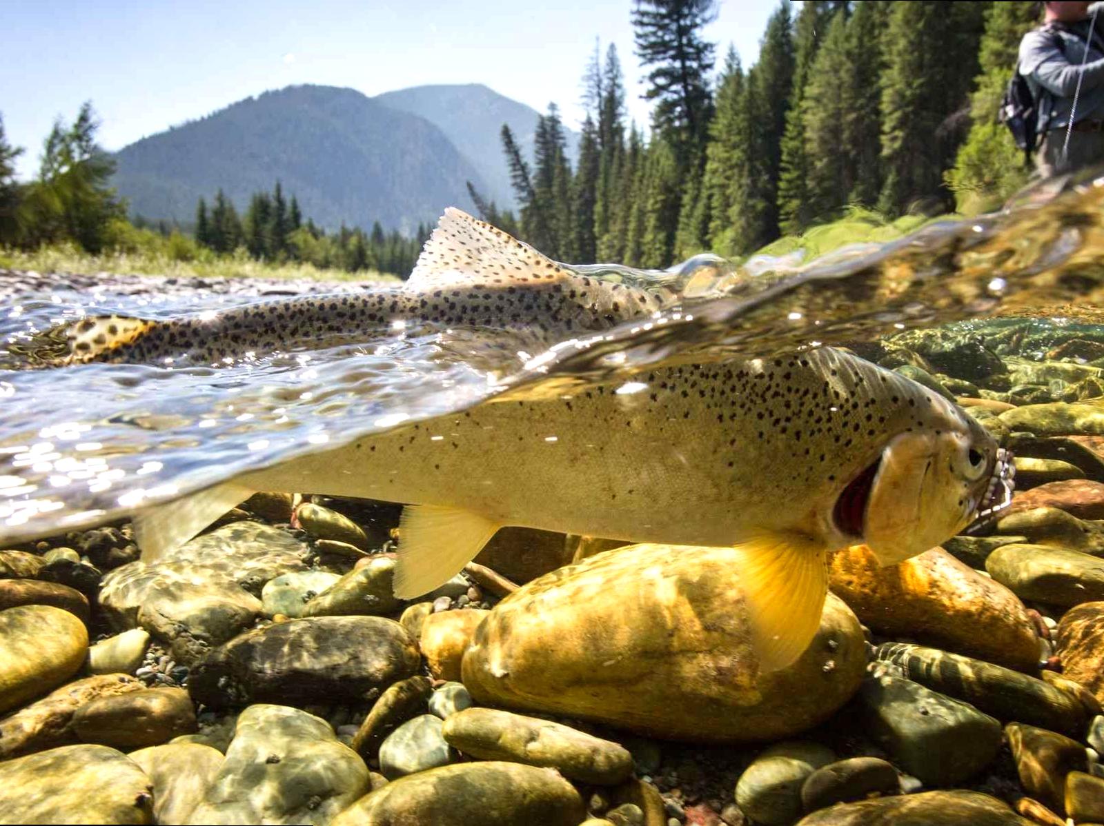 Rhyll Trout and Bush Tucker: An Experience of Fishing and Tradition